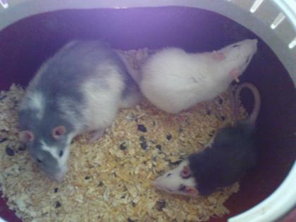 Ratten sehr süß lieb