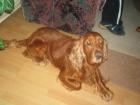Ausbildung z. Hundefriseur