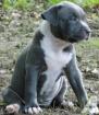 American Pitbull Terrier
