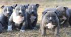 American Pit Bull Terrier .
