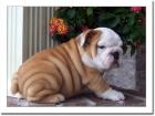 Reinrassige Englische Bulldogen Welpen mit Lieferung