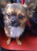 Vergebe süßen tricolor Chihuahua elf Monate