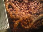 1jährige KORNNATTER Pantherophis guttatus aus zeitmangel abzugeben MIT UND