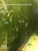 Ausselektierte neocaridina