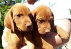Magyar Vizsla Kurzhaar mit FCI Pedigree