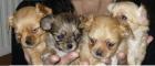 Chihuahuawelpen ab 30. 10. 10. 2022 verkaufen
