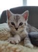 Kitten Britisch Kurzhaar