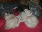 Main Coon - Perser