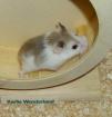Geschecktes Zwerghamster Weibchen mottled piebald Roborowski Hamster