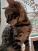 2 Reinrassige Bengal kitten Weibchen mit Ahnentafel
