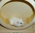 Weißes Zwerghamster Weibchen Hamster jung weiblich