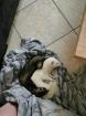 Suche frettchen